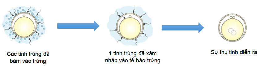 IVF co dien benh vien buu dien