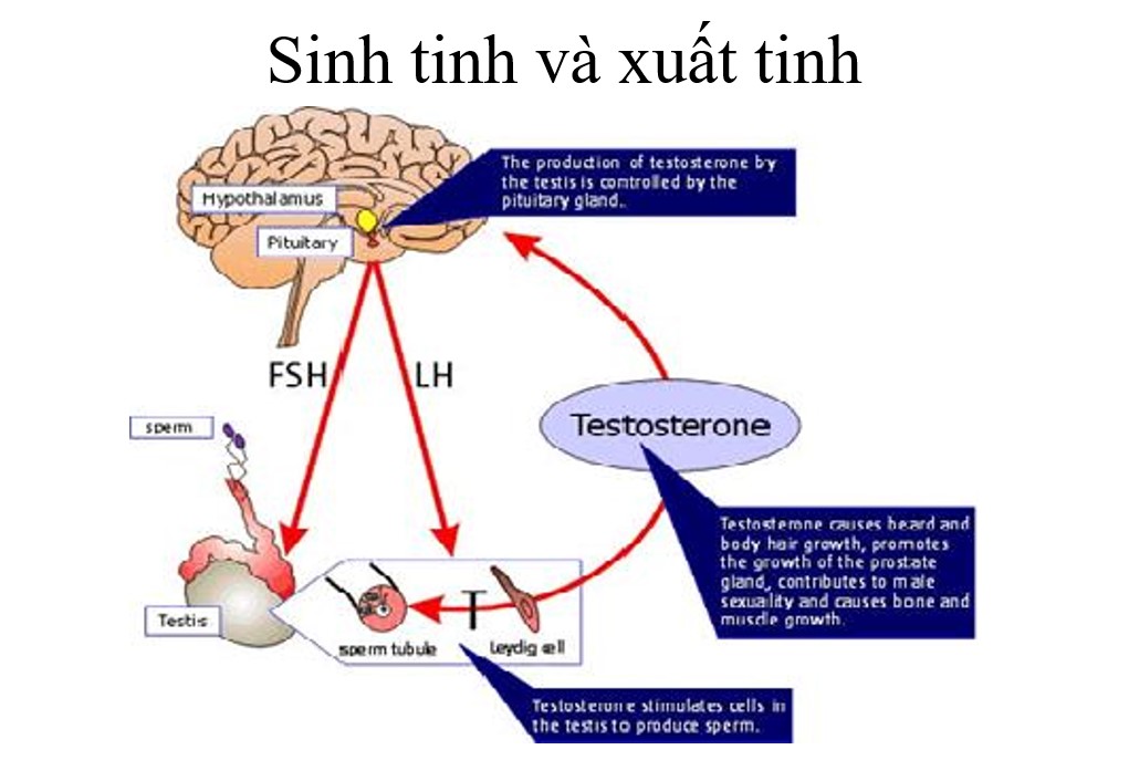 VÔ SINH NAM