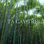 Cây tre Việt Nam